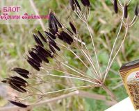 Семена тмина — польза для здоровья, сияющей кожи и великолепных волос